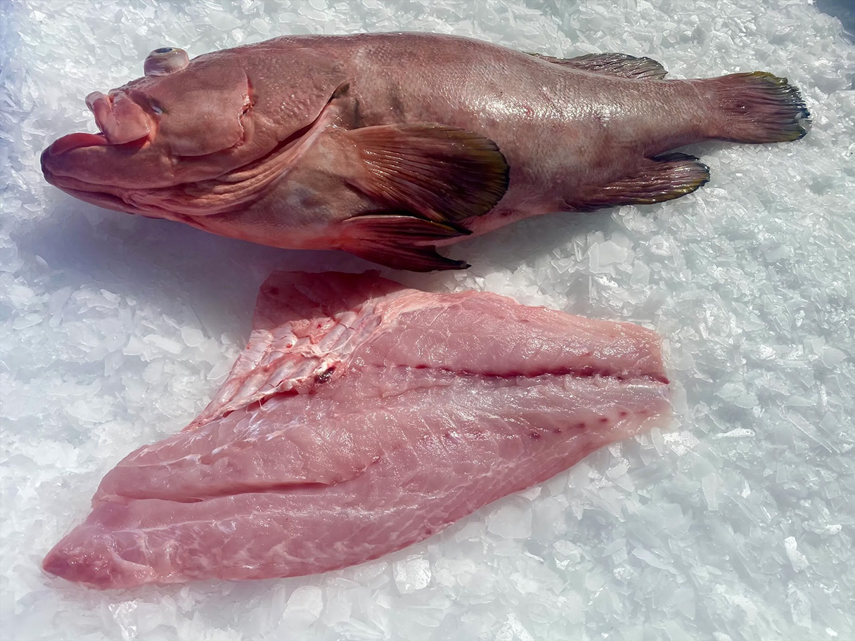 Grouper Fillet