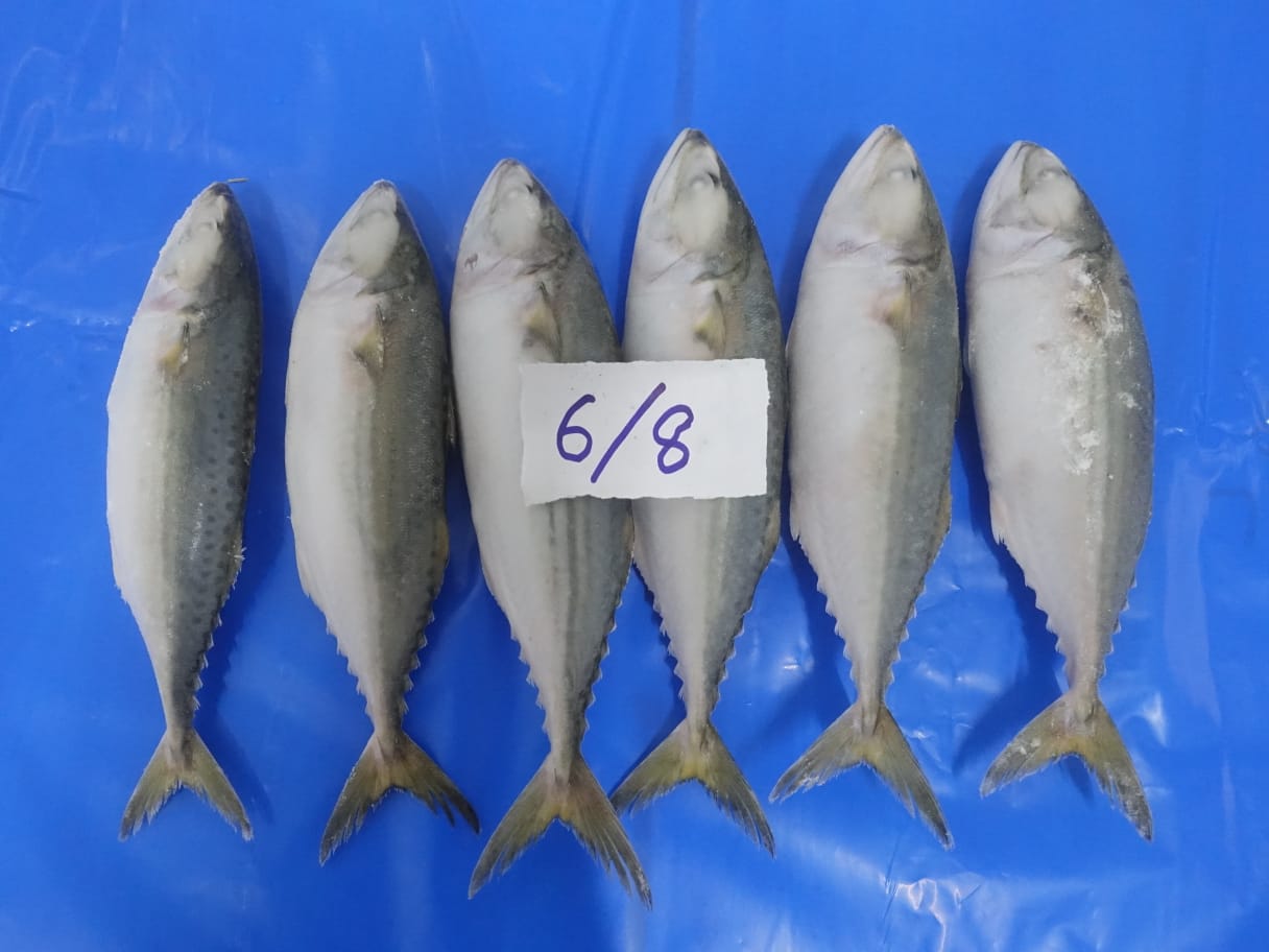 Indian Mackerel