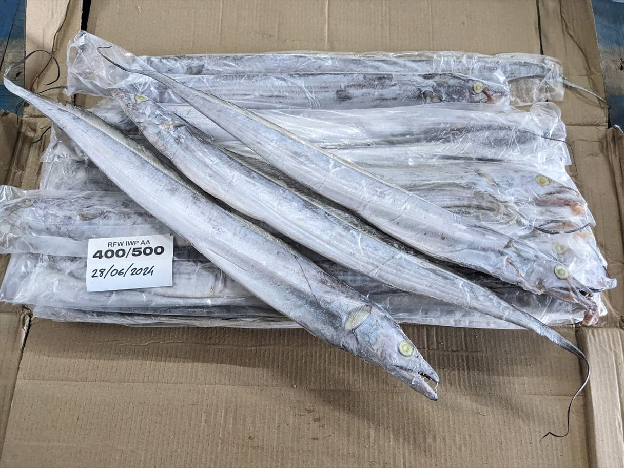 Ribbon Fish IWP