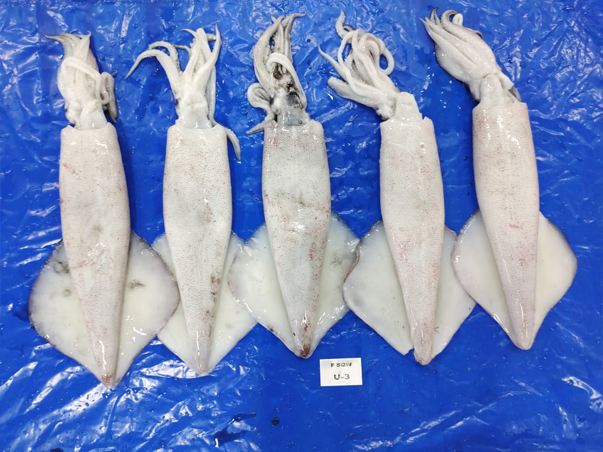 Frozen Squid Whole